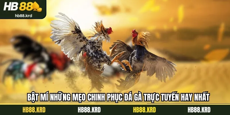 Khám phá những bí quyết cá cược chọi kê online bất bại