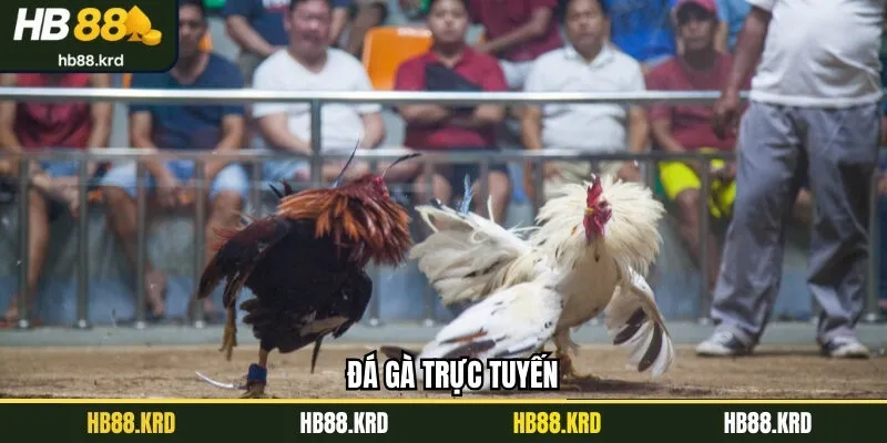 Đá Gà Online – Theo Dõi Các Trận Đấu Kịch Tính Tại HB88