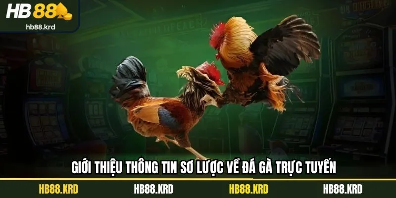 Một số điều cơ bản cần nắm về chọi kê online