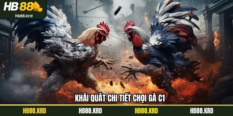 Khái quát chi tiết chọi gà C1